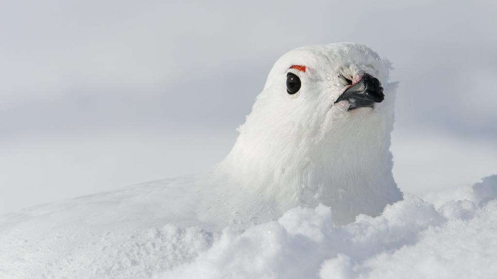 Eingeschneites Alpenschneehuhn