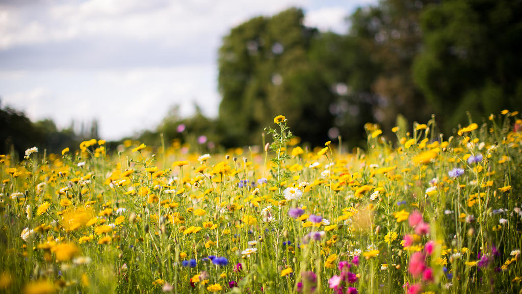 Wildblumen auf einer Wiese