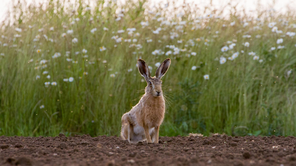 Feldhase vor einem Feld