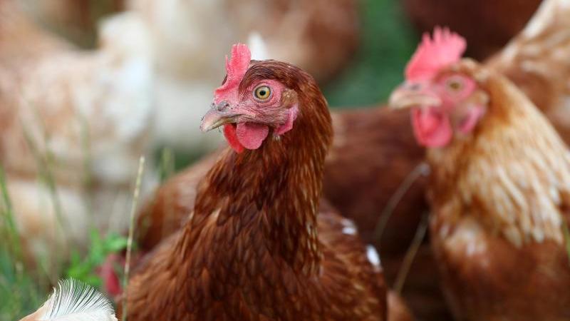 Die Wachsamkeit beim Abnehmen oder Mästen von Hühnern