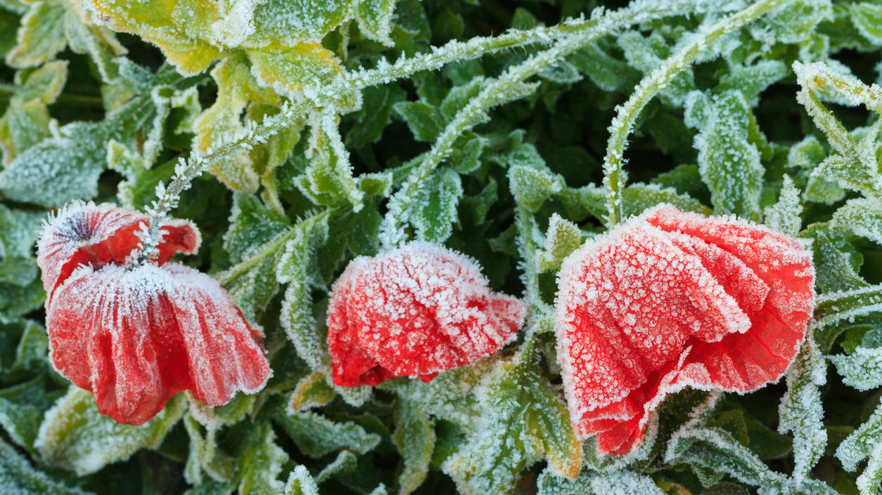 So Schutzen Sie Garten Und Balkonpflanzen Vor Starkem Frost