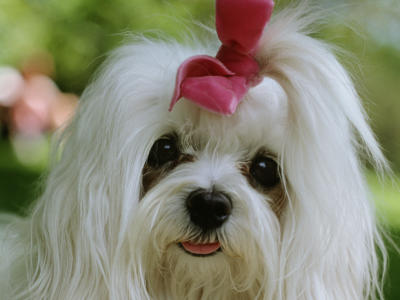 Ein weißer Yorkshire Terrier mit rosa Schleife.