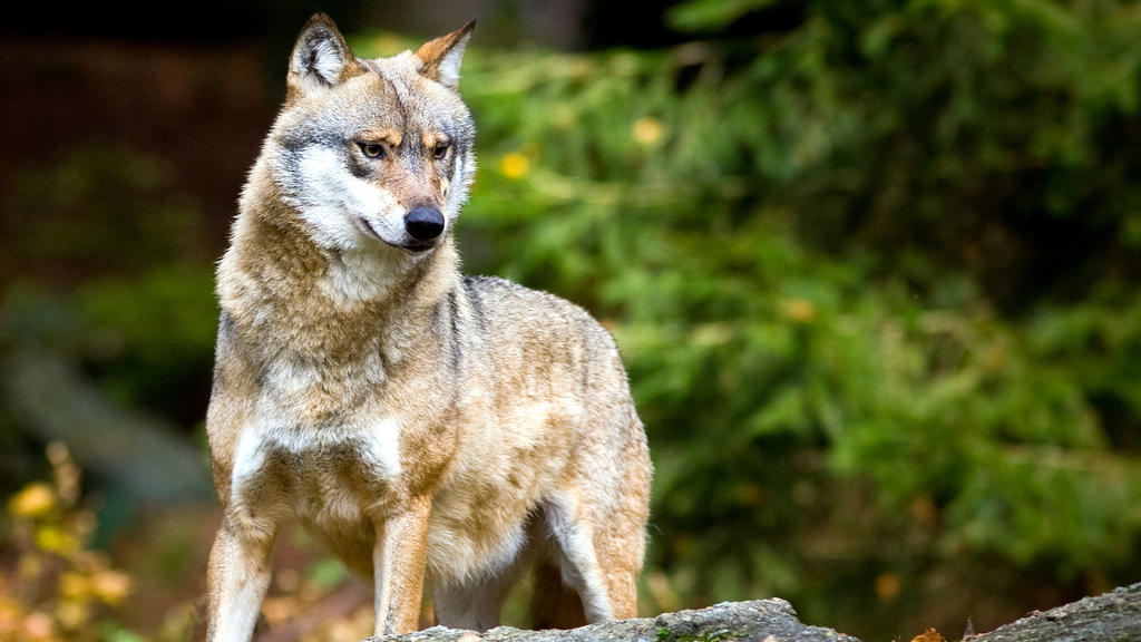 ARCHIV - 28.10.2009, Bayern, Neuschönau: Ein Wolf (Canis lupus), aufgenommen im Tier-Freigelände im Nationalpark Bayerischer Wald.(zu dpa "Bundesumweltministerin Schulze will Abschuss von Wölfen erleichtern" vom 03.03.2019) Foto: Patrick Pleul/dpa-Ze