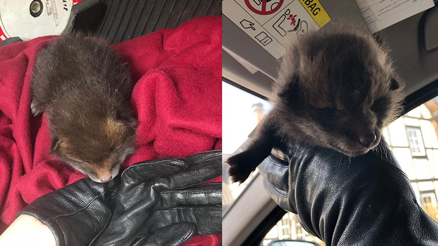 Bei der Wildtierrettung ist die Kleine in guten Händen.
