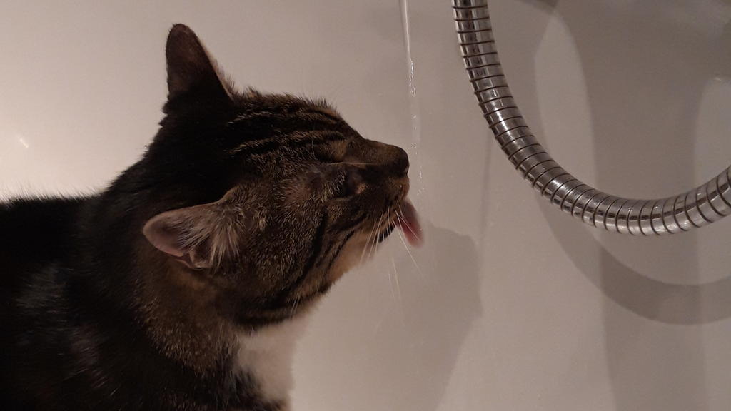 Katze trinkt aus Wasserhahn