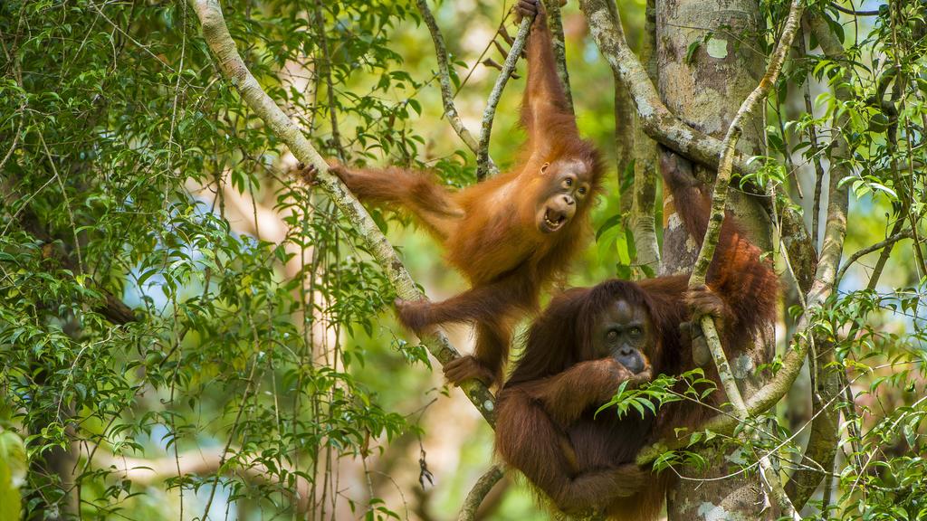 Mother and baby Bornean orangutan (Pongo pygmaeus) in trees Tanjung Puting National Park, Borneo-Kalimatan, Indonesia, endangered species. PUBLICATIONxINxGERxSUIxAUTxONLY 1490800 InakixxRelanzonMother and Baby Bornean Orangutan Pongo pygmaeus in Tree