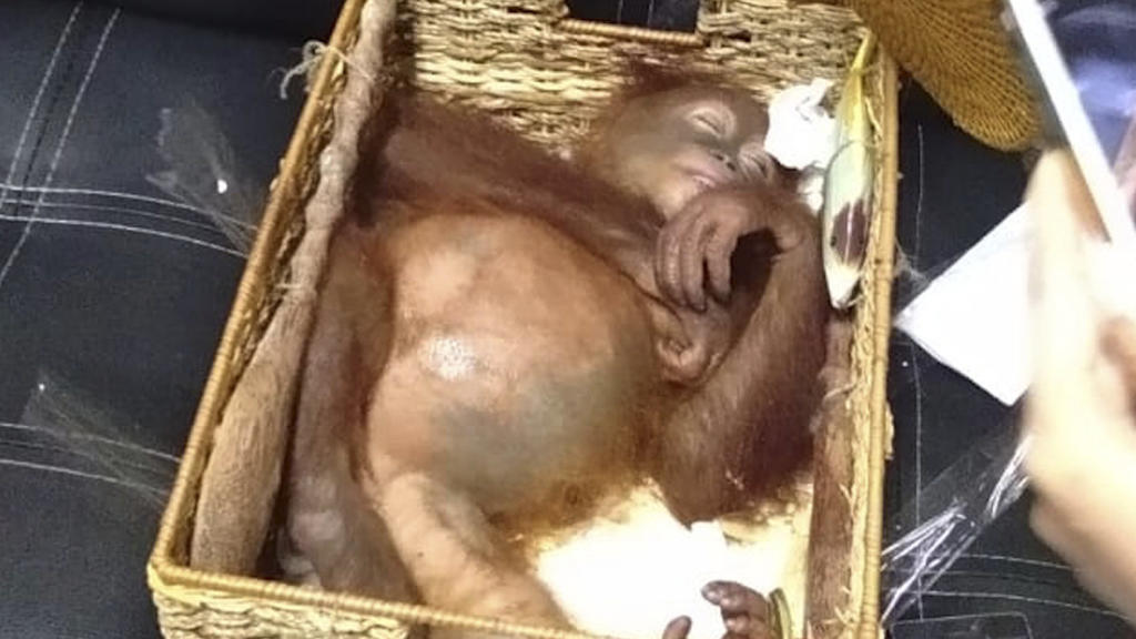 HANDOUT - 23.03.2019, Indonesien, Bali: Das von der Naturschutzbehörde Bali (BKSDA Bali) zur Verfügung gestellte Bild zeigt einen betäubten Orang-Utan, der angeblich von einem russischen Staatsangehörigen von der Insel geschmuggelt wurde. Auf der ind