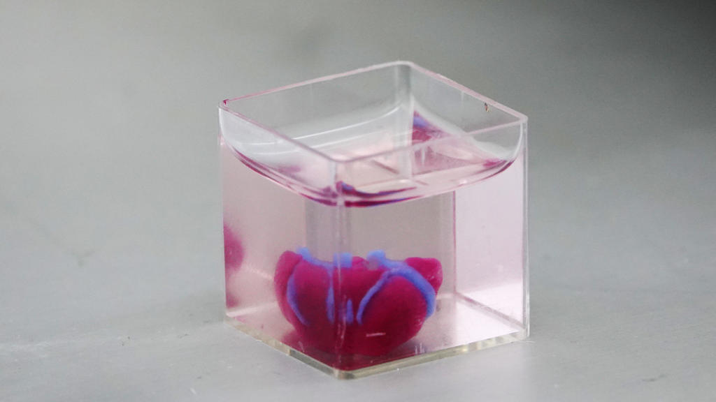 15.04.2019, Israel, Tel Aviv: Israelische Forscher haben mit einem 3D-Drucker ein Mini-Herz aus menschlichem Gewebe erzeugt. Der Prototyp, dessen Zellen sich allerdings noch nicht synchron zusammenziehen können, habe die Größe eines Hasenherzens, sag