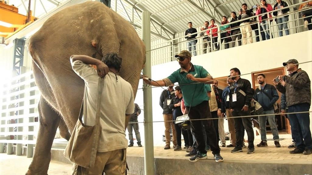 Elefanten-Krankenhaus in Indien: Misshandelte Dickhäuter liebevoll aufgepäppelt
