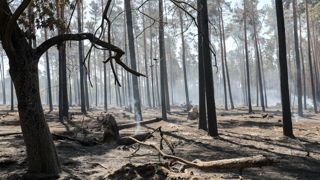 ARCHIV - 04.07.2018, Sachsen-Anhalt, Serno: Letzte Brandnester qualmen noch nach einem Waldbrand. (zu dpa ««Situation ist brenzlig» - Wälder kämpfen erneut mit Trockenheit») Foto: Jan Woitas/ZB/dpa +++ dpa-Bildfunk +++