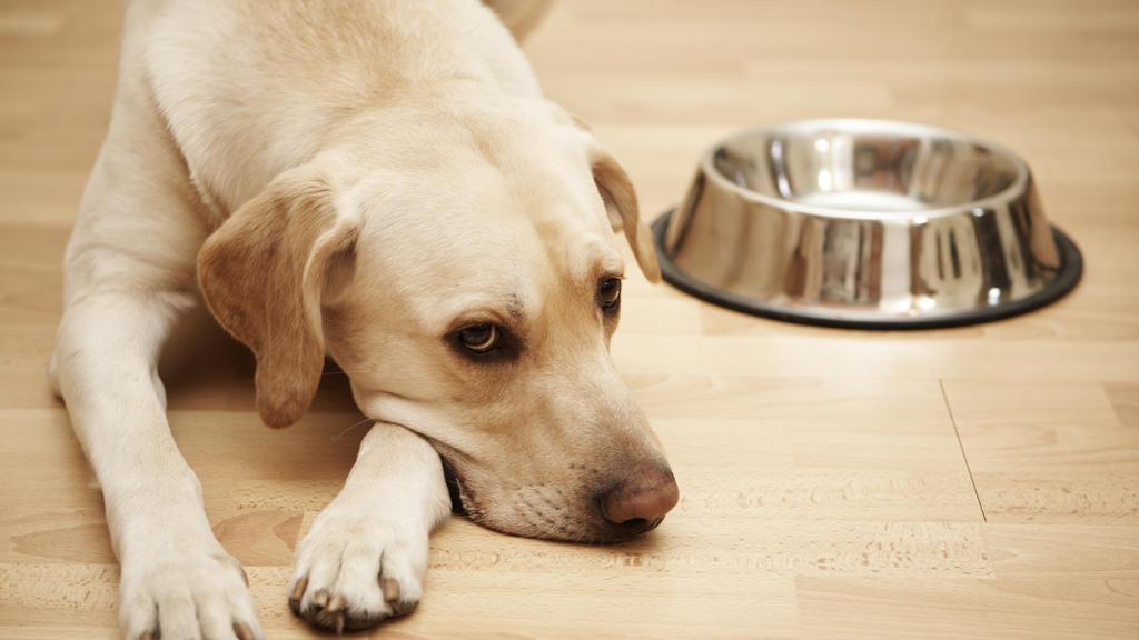 Hundebesitzer setzen seit über zehn Jahren aufs Barfen.