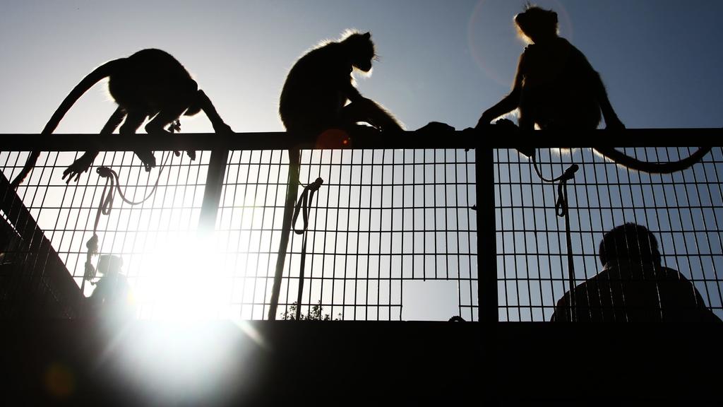 Langur monkeys are photographed outside the Dhyanchand National Stadium, a venue for Hockey tournament in New Delhi, India, 28 September 2010. According to the media reports Commonwealth Games officials have deployed langur monkeys at the venues to s