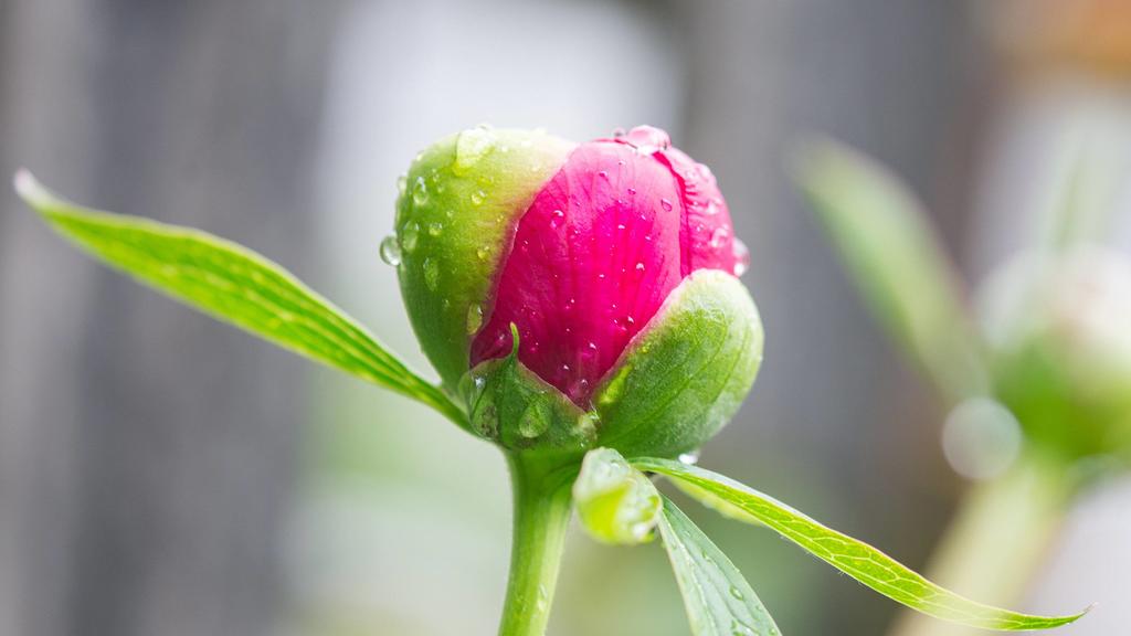 Kaprun THEMENBILD - eine geschlossene Knospe einer pinken Pfingstrose (Paeonia), aufgenommen am 17. Mai 2018, Kaprun, Oesterreich // a closed bud of a pink peony roses on 2018/05/17, Kaprun, Austria. *** Kaprun THEME PICTURE one closed bud of a pink