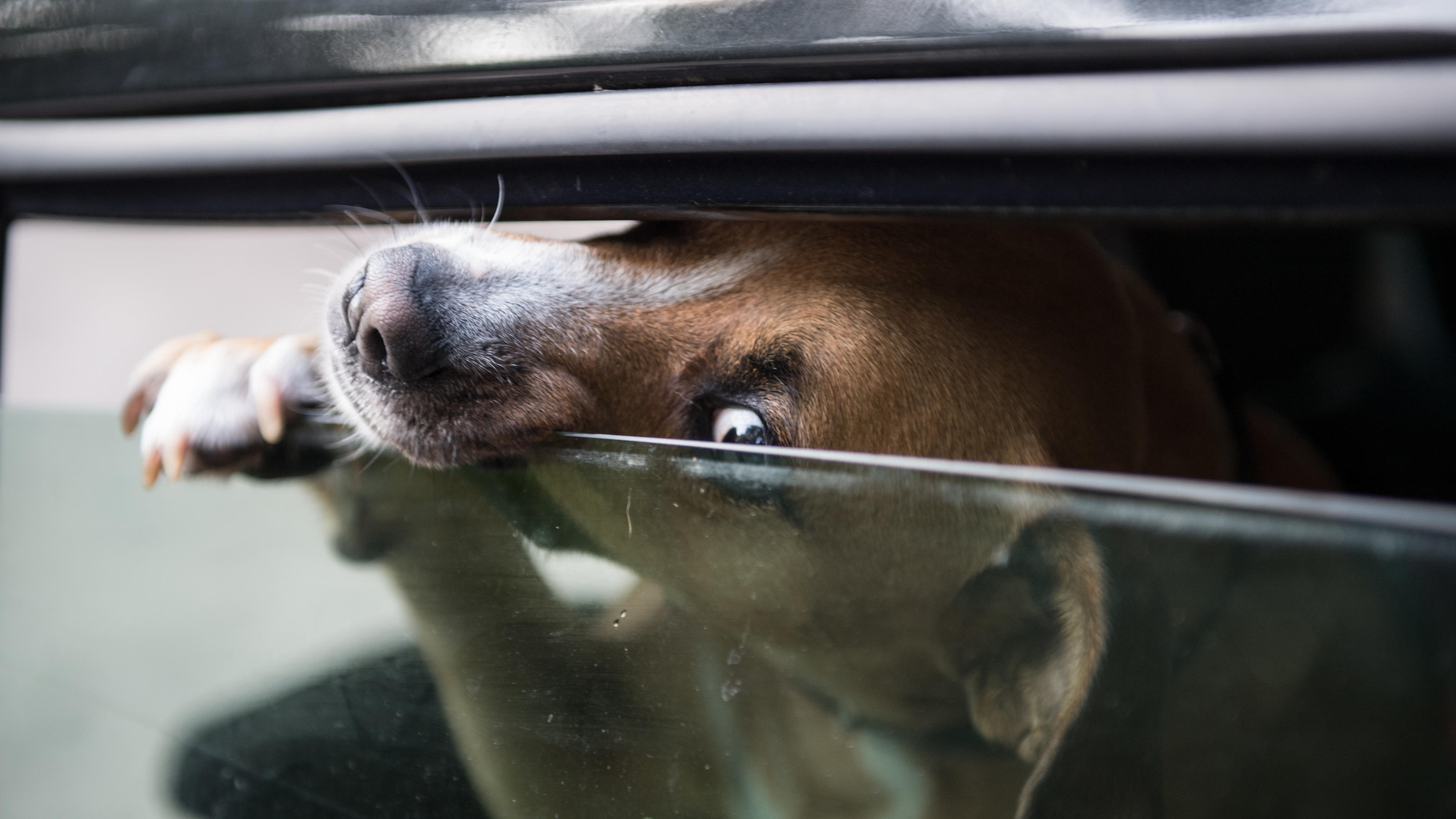 Hund Im Heissen Auto Gelassen So Reagieren Sie Richtig
