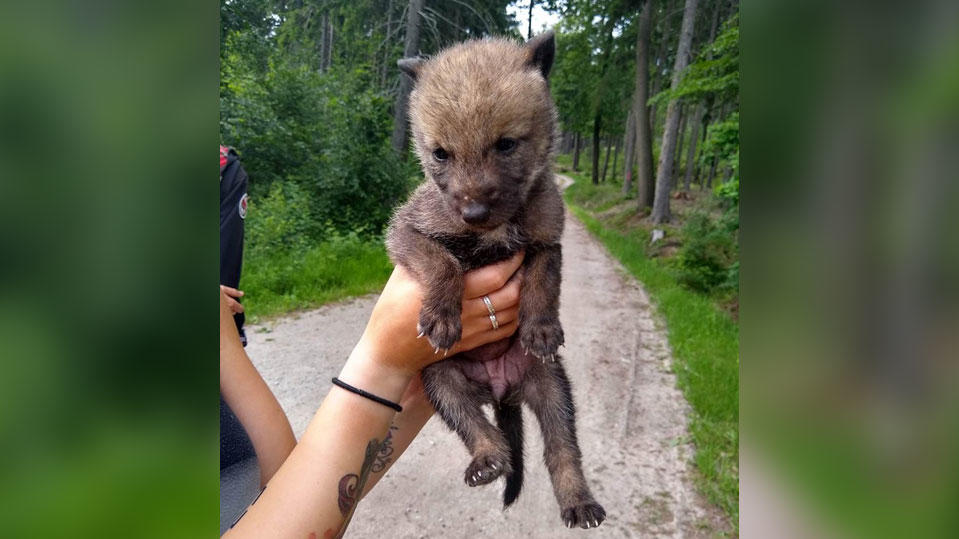 Bautzen Spazierganger Finden Wolfswelpen Im Wald