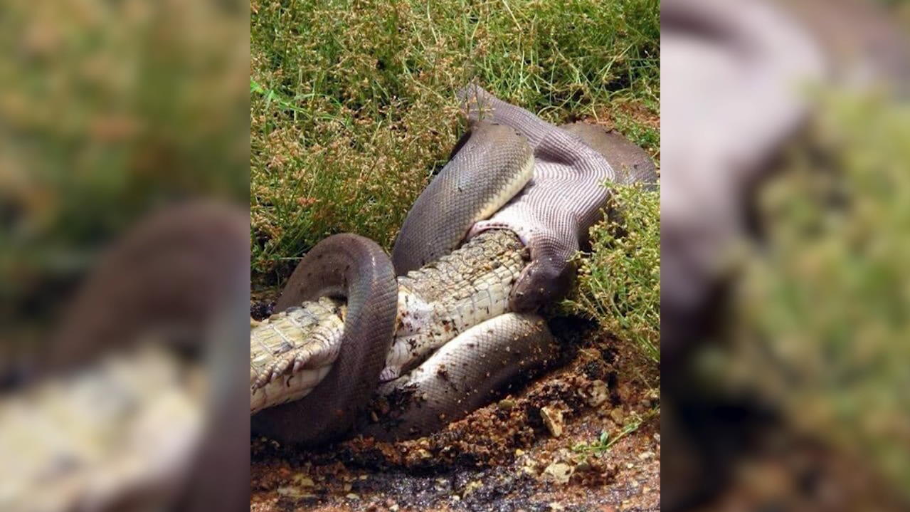 Python Verschlingt Ein Ausgewachsenes Krokodil