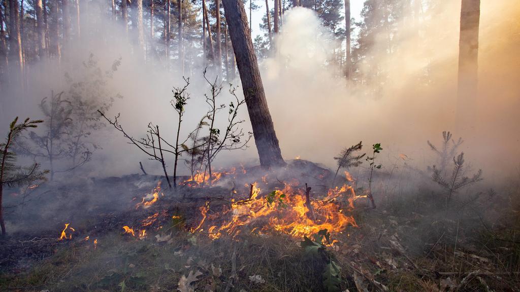 Waldbrand in Brandenburg - Unterstützung aus der Luft mit Hubsc, Waldbrand in Brandenburg mittlerweile am Ortsrand von Felgentreu angekommen. Die Feuerwehren sind im Großeinsatz und werden mittlerweile durch Hubschrauber der Bundespolizei unterstüzt.