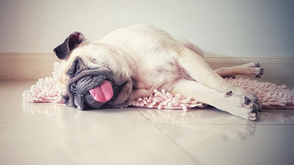 Mops liegt auf der Seite mit Zunge raus