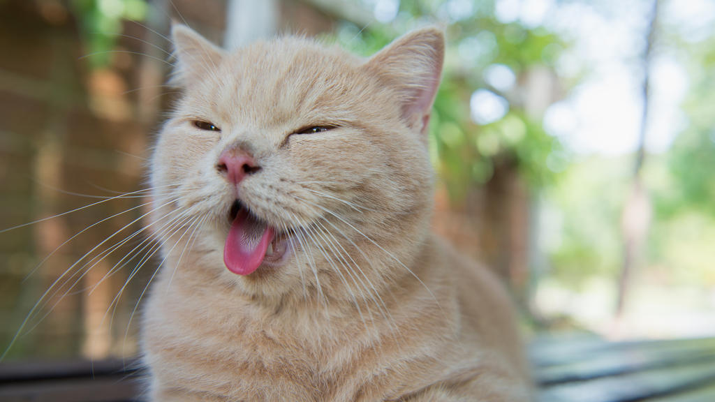 Katze hechelt