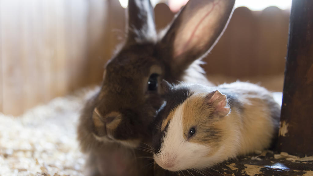 Kaninchen und Meerschweinchen im Käfig