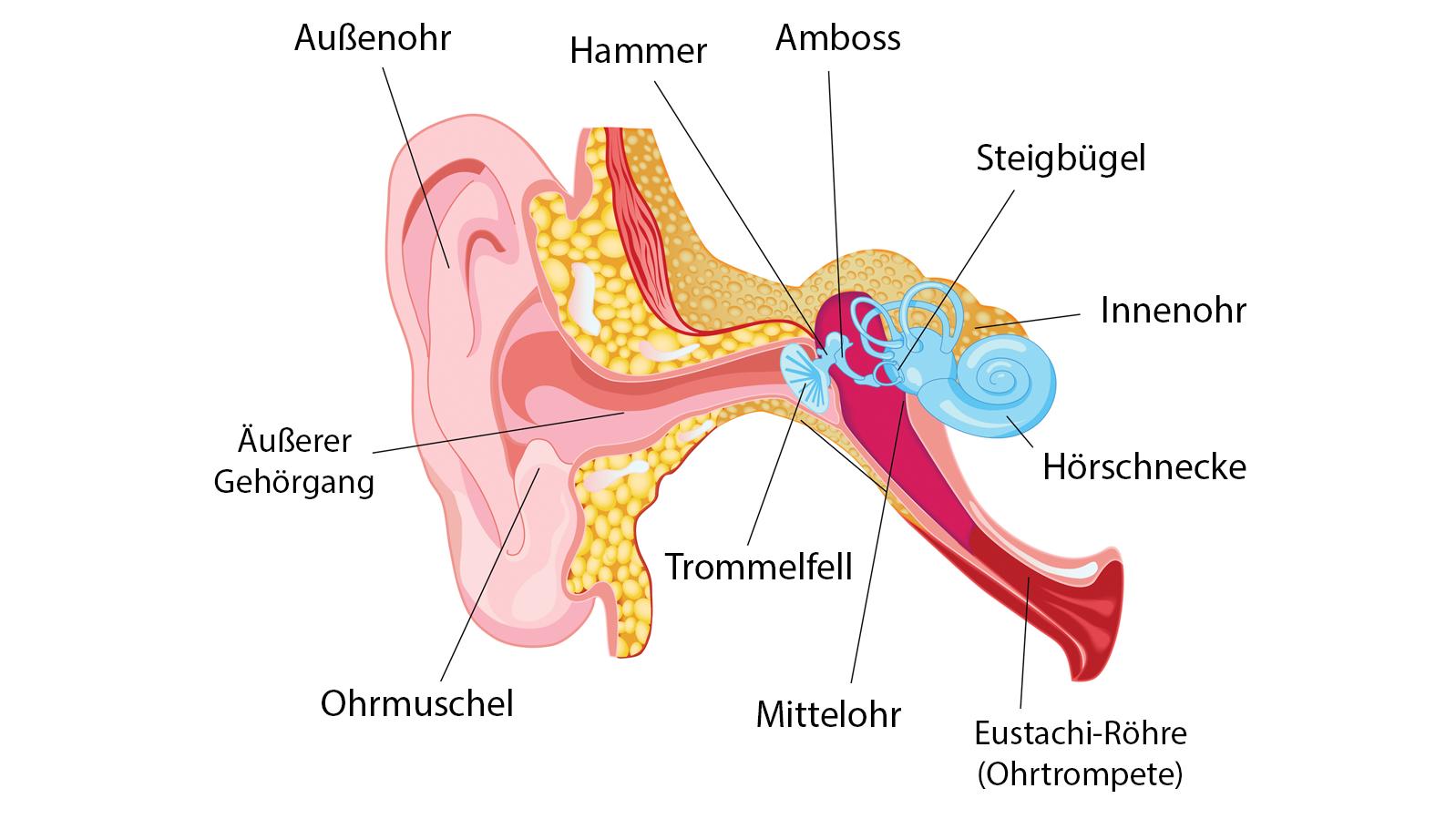 Otosklerose Schwangere Fast Taub Weil Knochen Im Ohr Zusammenwuchsen