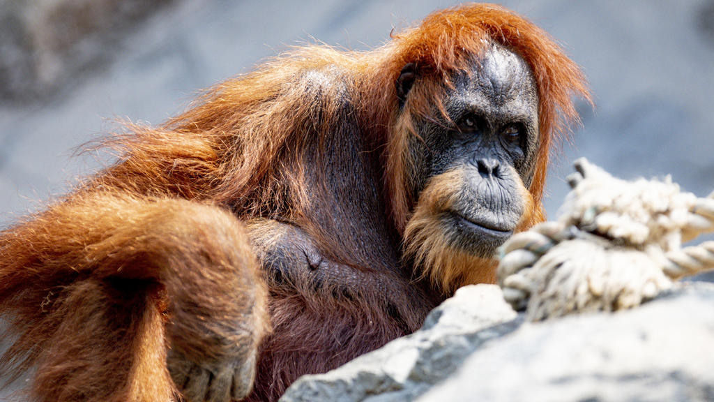 24.06.2019, Hamburg: Die 58-jährige Orang-Utan Dame Bella sitzt in ihrem Gehege im Tierpark Hagenbeck. Die rothaarige Bella gilt dem Hamburger Tierpark zufolge als der wohl älteste Orang-Utan der Welt. Foto: Axel Heimken/dpa +++ dpa-Bildfunk +++