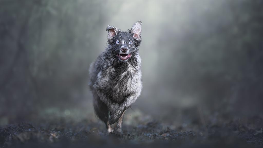 "Dirty Dog" - Schmutziger Hund