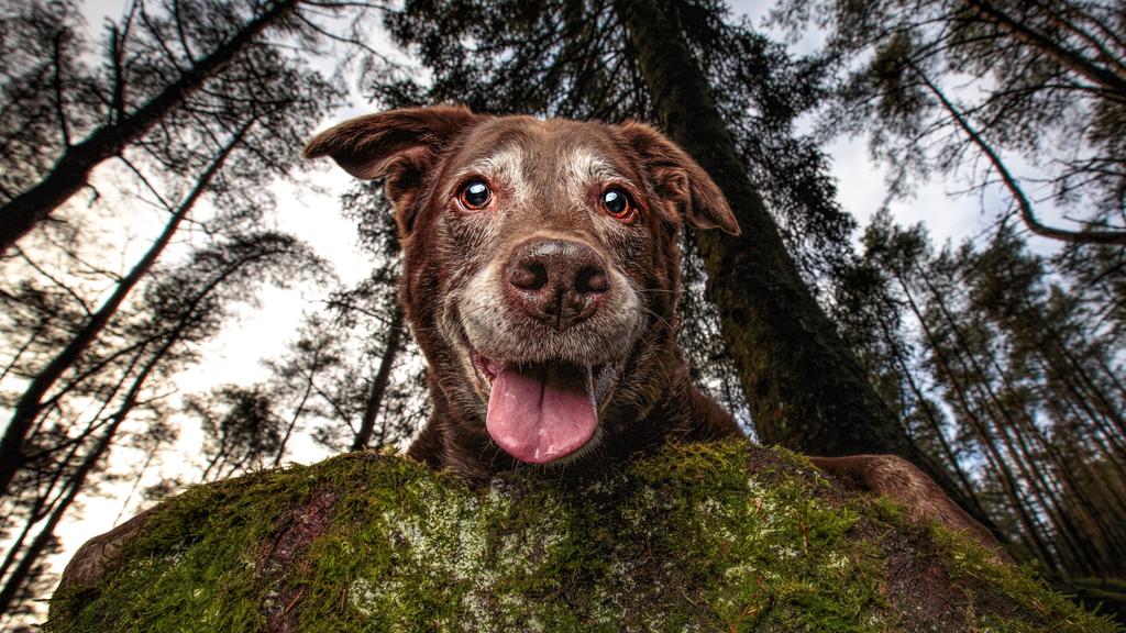 älterer Hund