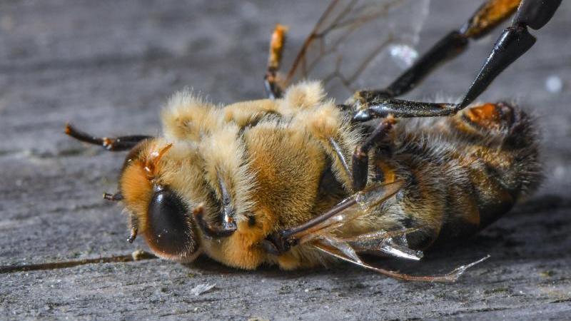 Faulbrut Seuche Wird Zur Todlichen Gefahr Fur Bienen