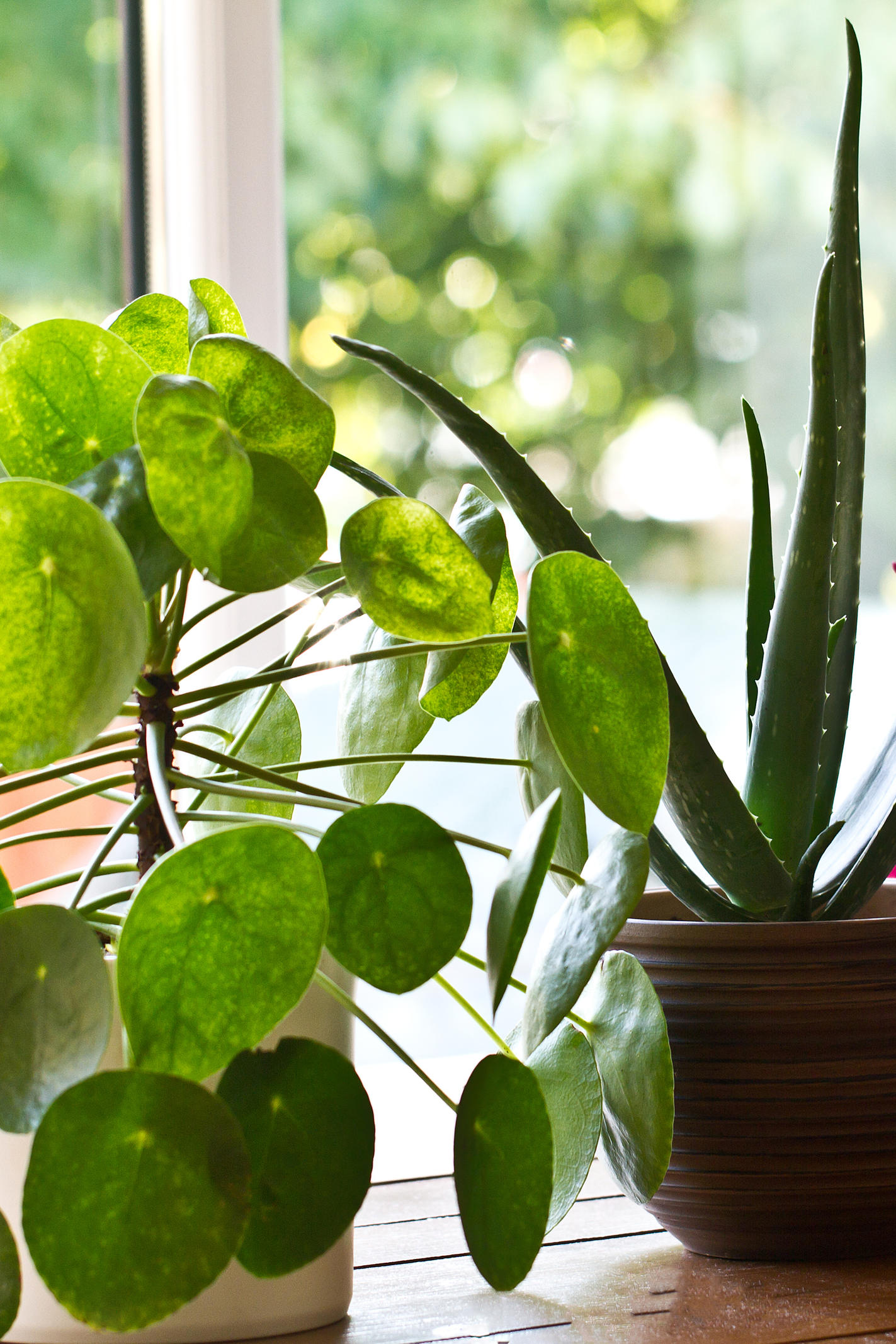 Diese 5 Zimmerpflanzen Reinigen Die Luft Besonders Gut