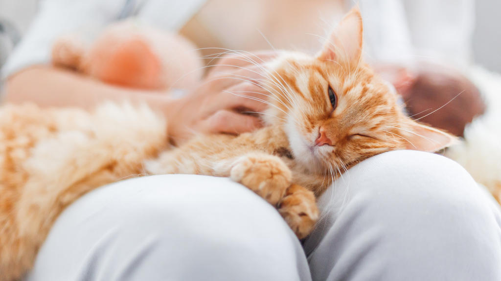 Katze schmust mit Besitzer.