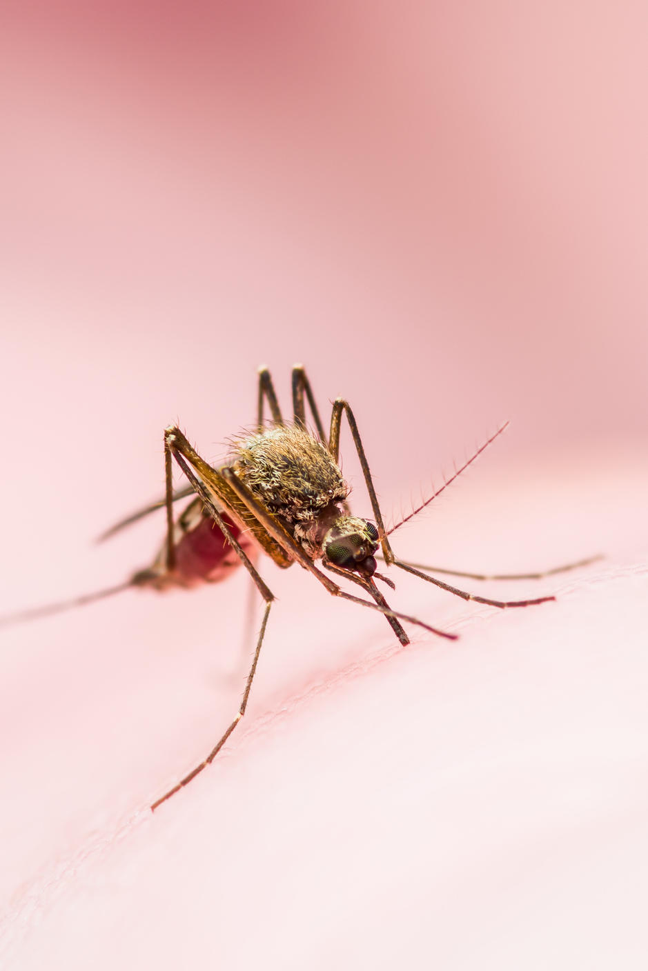 Immer Mehr Multiresistente Malaria Erreger In Sudostasien
