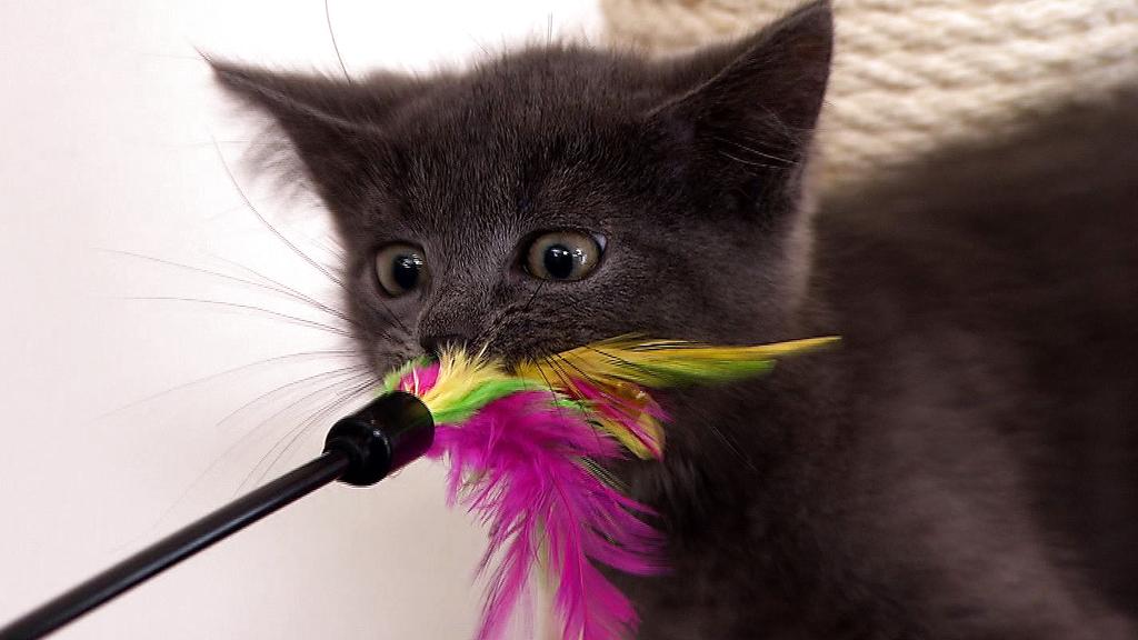 Katzenspielzeug: Spielen mach Spaß!