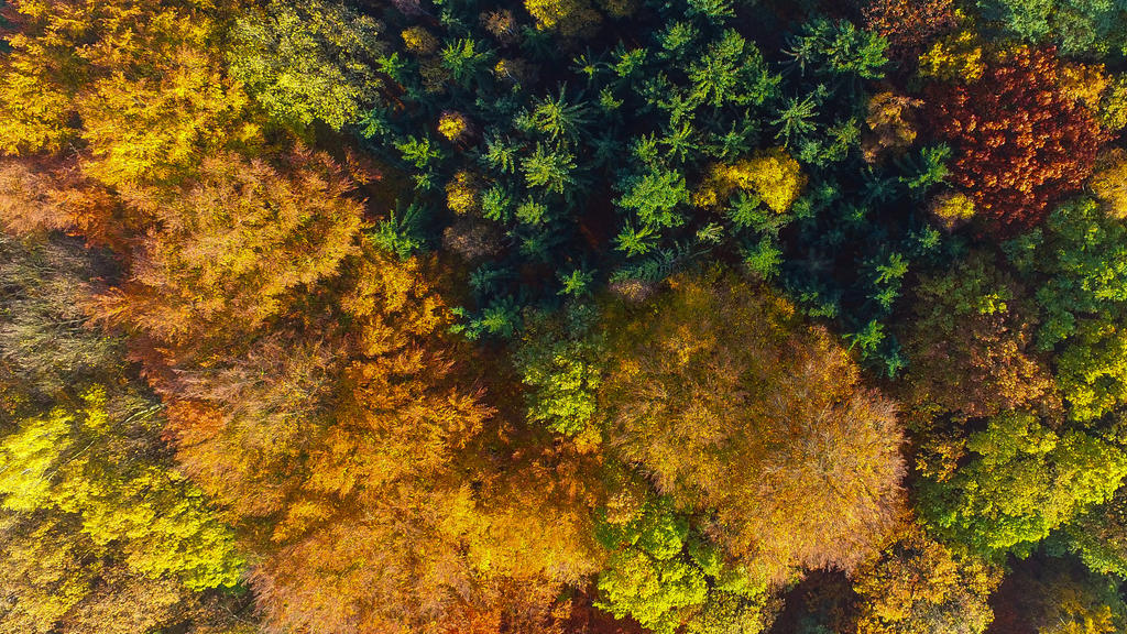 ARCHIV - 12.11.2016, Brandenburg, Sieversdorf: Ein herbstlich bunt gefärbter Mischwald leuchtet in der Mittagssonne im Landkreis Oder-Spree (Luftaufnahme mit einer Drohne). Angesichts absterbender Wälder in Deutschland als Folge der Klimakrise erwart