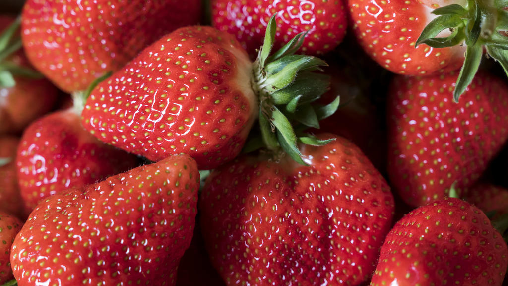 ARCHIV - 11.05.2019, Thüringen, Gebesee: Erdbeeren liegen bei der Eröffnung der Erdbeer-Saison in einem Korb. Erdbeerbauern in Mecklenburg-Vorpommern haben in diesem Jahr voraussichtlich deutlich weniger Ernte eingefahren als im Vorjahr. Foto: Jens-