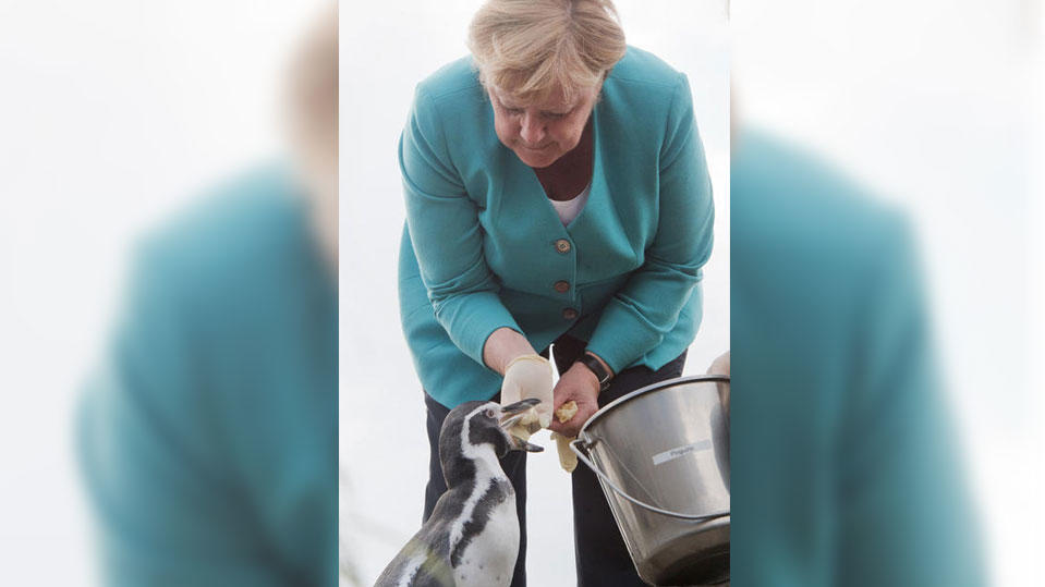 Merkel und ihr Paten-Pinguin in Strahlsund