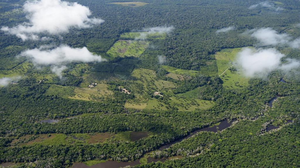 Regenwald im Amazonasgebiet