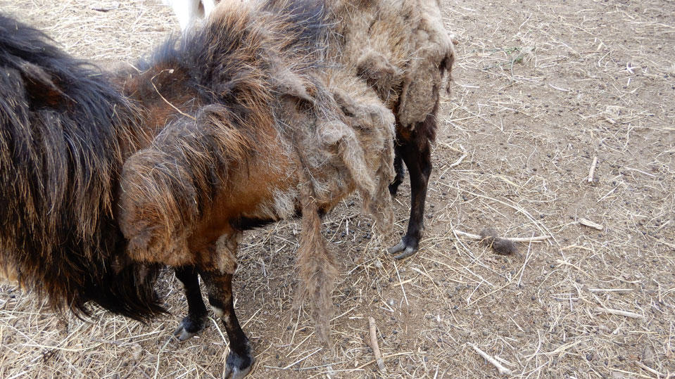 Verwahrloste Tiere in Brandenburg