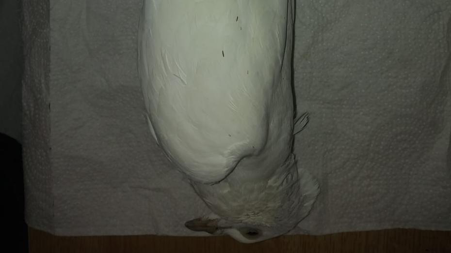 Tote weiße Taube