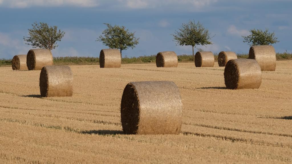 18.08.2019, Sachsen-Anhalt, Stößen: Strohballen liegen auf einem abgeernteten Getreidefeld im Burgenlandkreis. In der kommenden Woche wird in Mitteldeutschland sommerliches Wetter erwartet. Foto: Sebastian Willnow/dpa-Zentralbild/dpa +++ dpa-Bildfunk