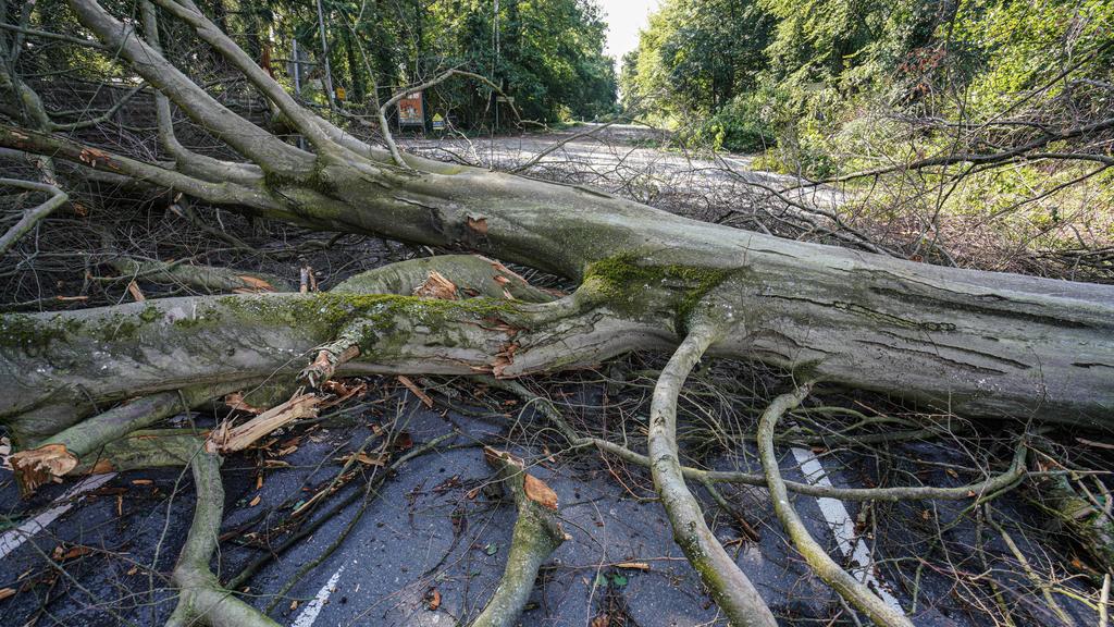 19.08.2019, Hessen, Langen: Umgestürzte Bäume liegen auf der Prinzessin-Margaret-Allee im Westen der Stadt. Am Abend zuvor war ein Unwetter über die Stadt gezogen. Foto: Frank Rumpenhorst/dpa +++ dpa-Bildfunk +++