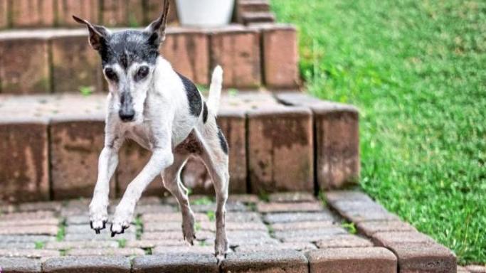Terrier Betty