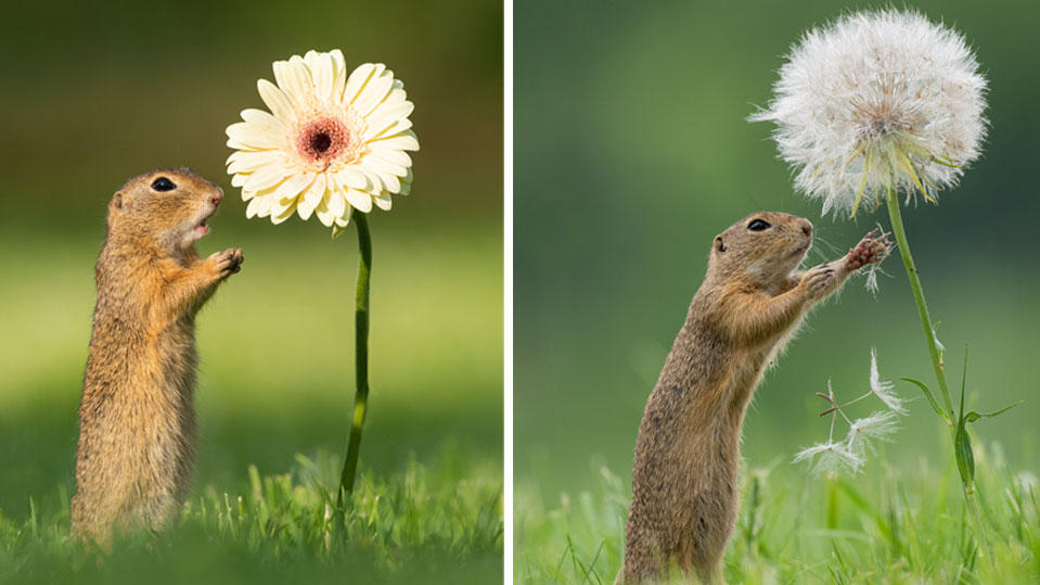 Ziesel auf einer Wiener Wiese