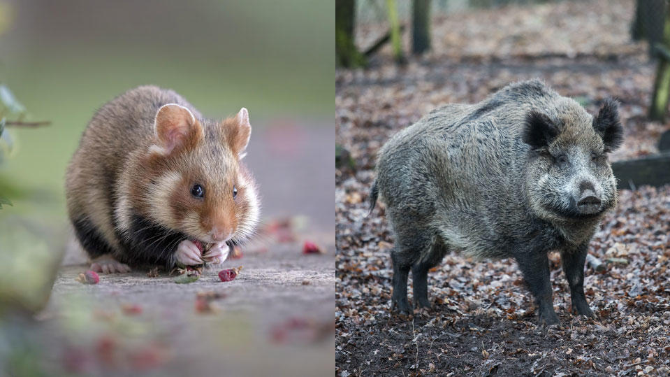 Taxifahrer verwechselt Wildschwein mit Hamster