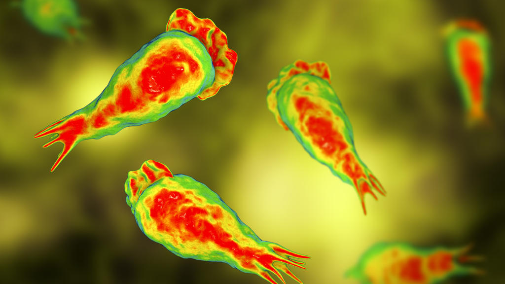 Amöbe Naegleria Fowleri