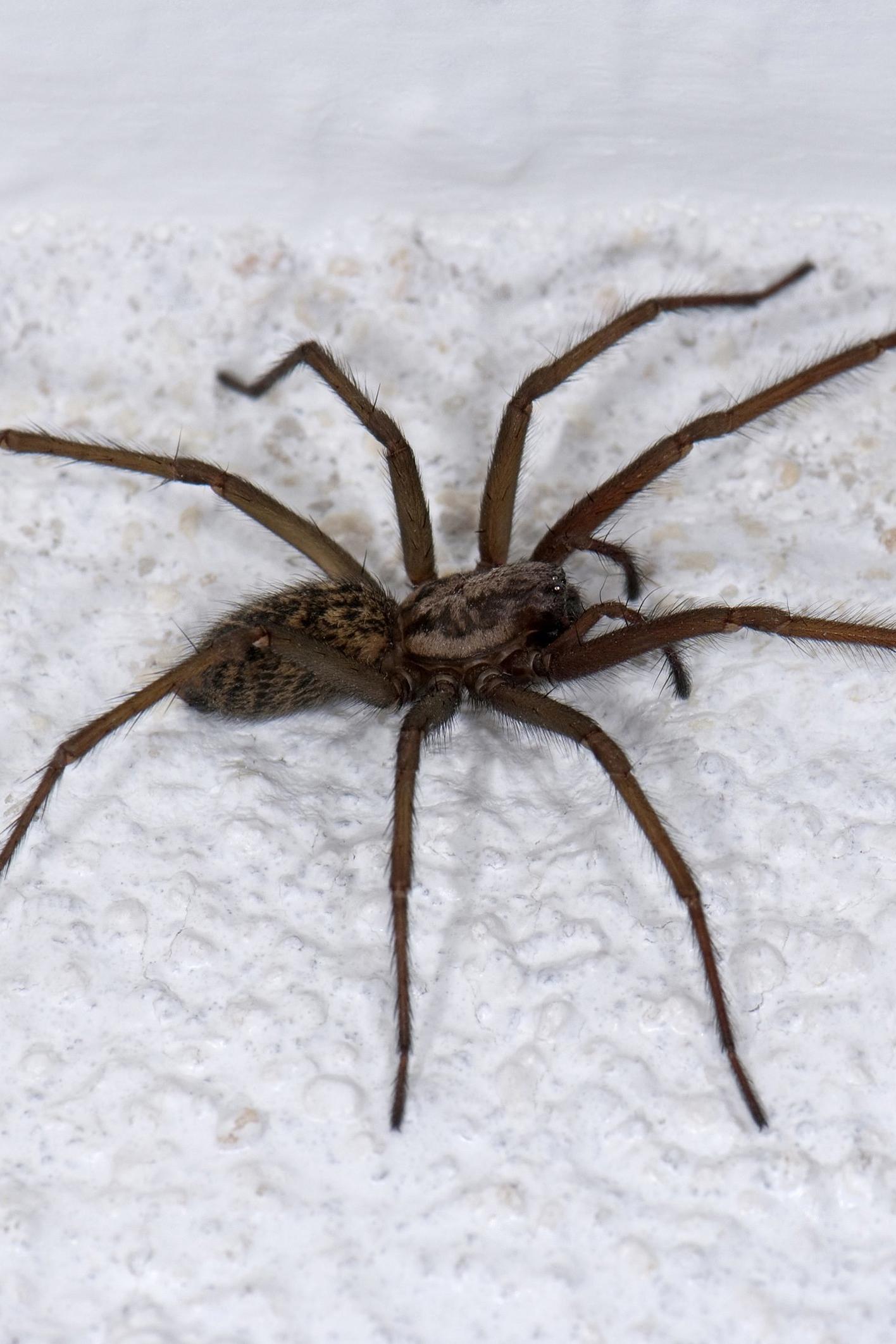 Die Winkelspinne Treibt Im Herbst Wieder Ihr Unwesen In Deutschen Wohnungen