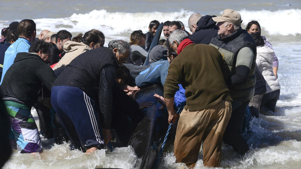 Orcas an argentinischer Atlantikküste gestrandet