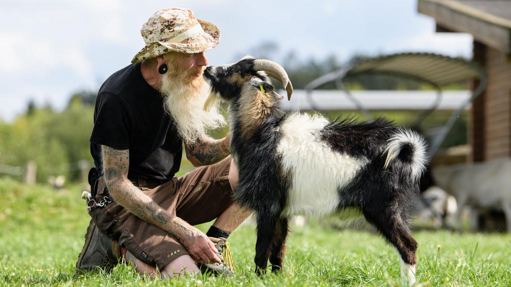 16.09.2019, Bayern, Germering: Gerd Walther, Tierpfleger, lässt sich von Ziegenbock "Hui Buh" (vom Gericht und Gnadenhof "Buh-Buh" genannt) in einem Freigehege auf dem Gnadenhof Gut Streiflach beschnuppern. Eine Familie hatte das Tier bei sich in der
