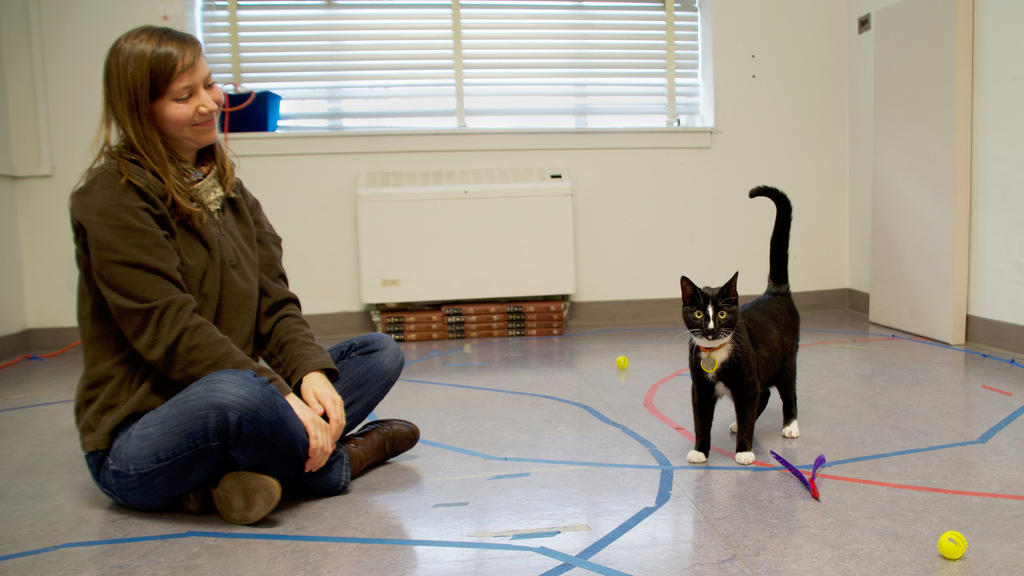 Eine Besitzerin mit ihrer Katze während des Secure Base Tests.