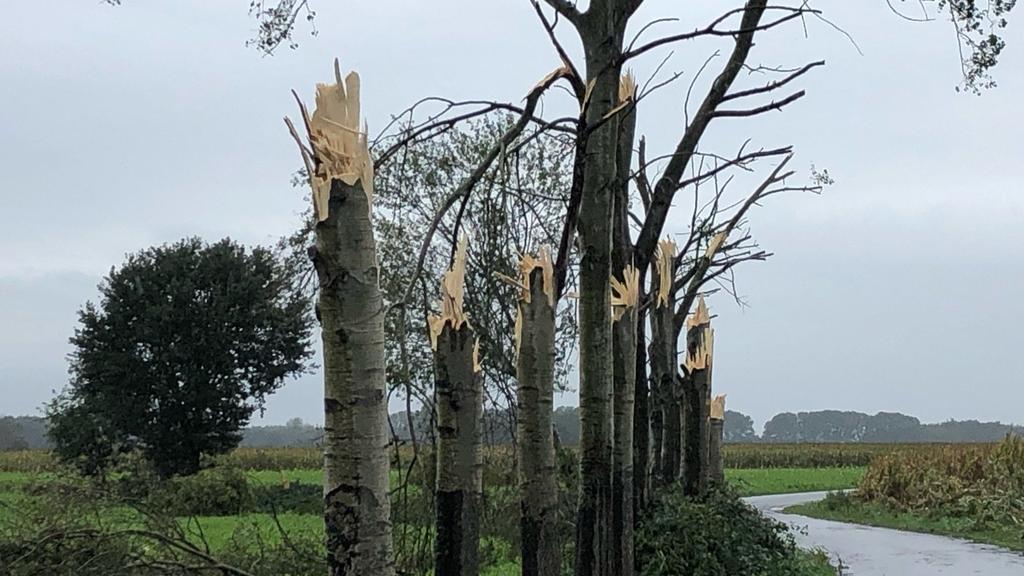 29.09.2019, Niedersachsen, Beesten: Abgeknickte Bäume stehen an einer Straße im Emsland. Ein starker Sturm hat in Beesten im Landkreis Emsland mehrere Bäume zerstört und einen Stall abgedeckt. Augenzeugen hätten von einem Tornado berichtet, sagte ein